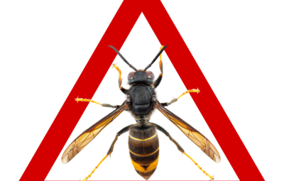 Roep de Aziatische hoornaar een halt toe