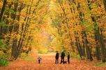 Pijnven, dreef in de herfst