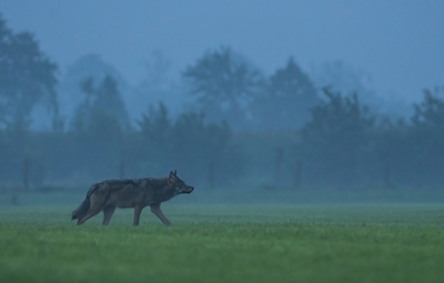 Samenleven met wolven in Nationaal Park Bosland