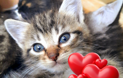 Gebruik je kortingsbon voor kattensterilisatie