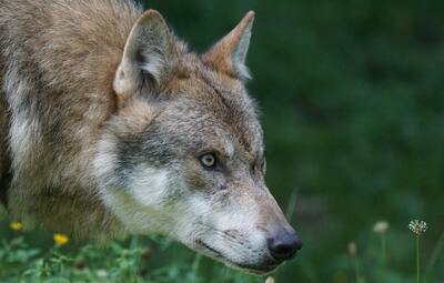 Wolf aangereden op N74: gemeente Hechtel-Eksel pleit voor extra afrastering
