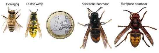 Vergelijking van een honingbij, Duitse wesp, Aziatische hoornaar en Europese hoornaar met een muntstuk voor schaal.